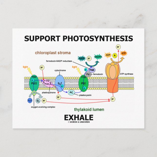 Support Photosynthesis Exhale (Biochemistry Humor) Postcard (Front)