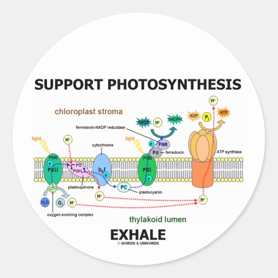 Support Photosynthesis Exhale (Environmental) Classic Round Sticker