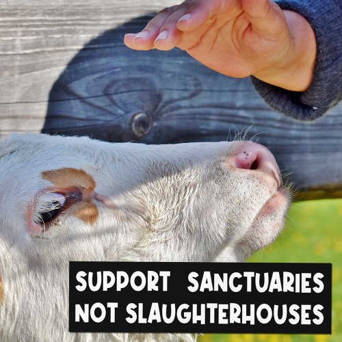 Support Sanctuaries Not Slaughterhouses Activism Bumper Sticker