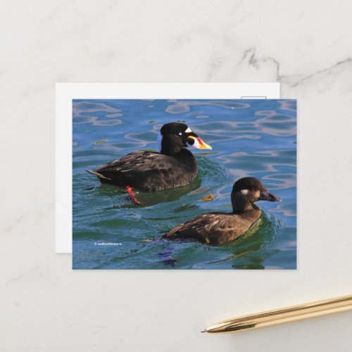 Surf Scoter Paired Ducks at Piers Edge Postcard