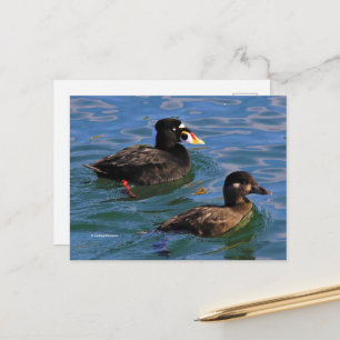Surf Scoter Paired Ducks at Pier's Edge Postcard