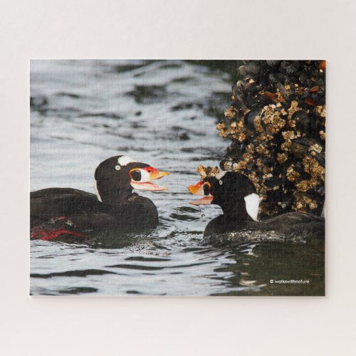 Surf Scoters Squabble over Barnacles and Mussels Jigsaw Puzzle