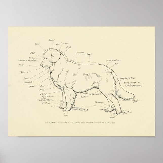 Surface Anatomy of the Dog Chart (Front)