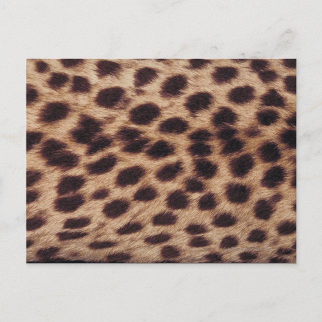 Surface of spotted feline postcard (Front)