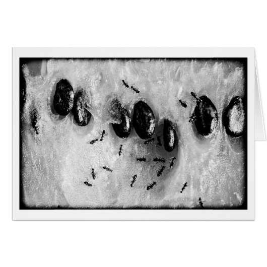 surfing ants (Front Horizontal)