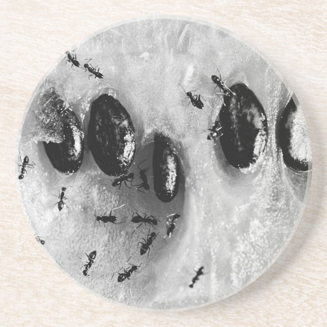 surfing ants drink coaster (Front)