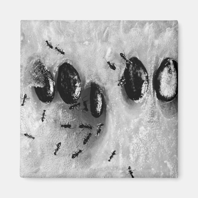 surfing ants magnet (Front)