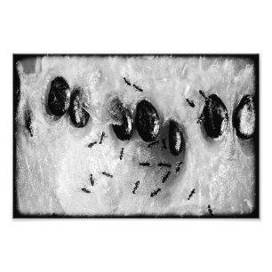 surfing ants photo print
