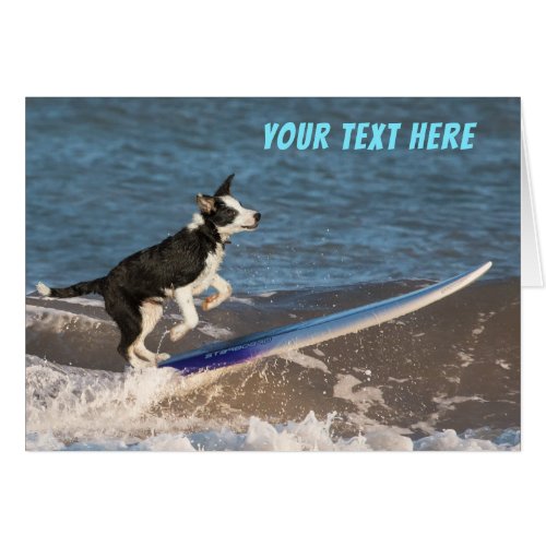 Surfing border collie