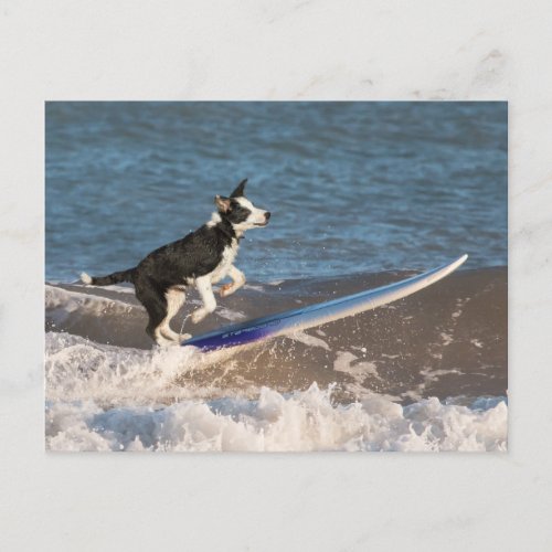 Surfing border collie postcard