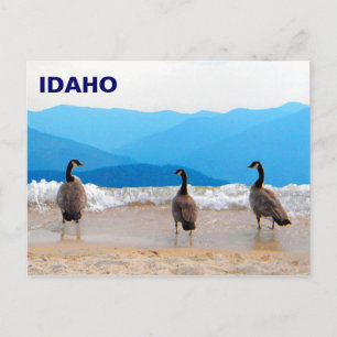 Surf's Up! - Geese Postcard