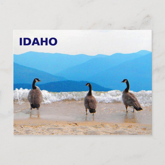 Surf's Up! - Geese Postcard (Front)