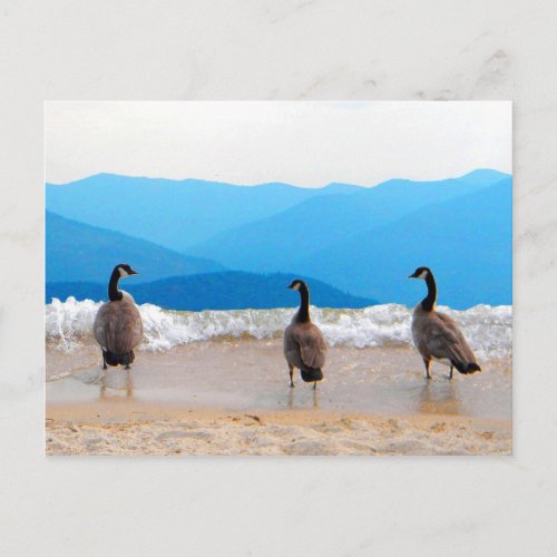 Surfs Up _ Geese Postcard