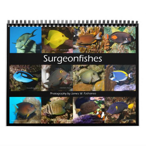 Surgeonfishes Wall Calendar  by JW Fatherree