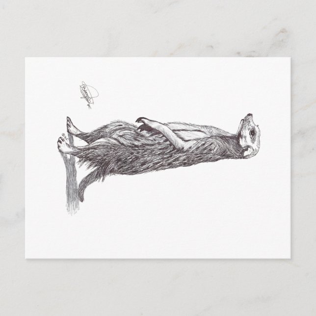 SURICATA. MEERKAT POSTCARD (Front)