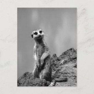 Suricate Postcard