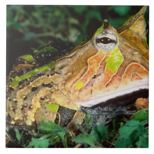 Surinam Horn Frog Ceratophrys cornuta Native Ceramic Tile