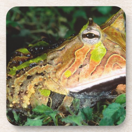Surinam Horn Frog Ceratophrys cornuta Native Coaster