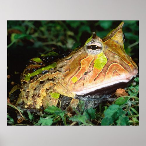 Surinam Horn Frog Ceratophrys cornuta Native Poster