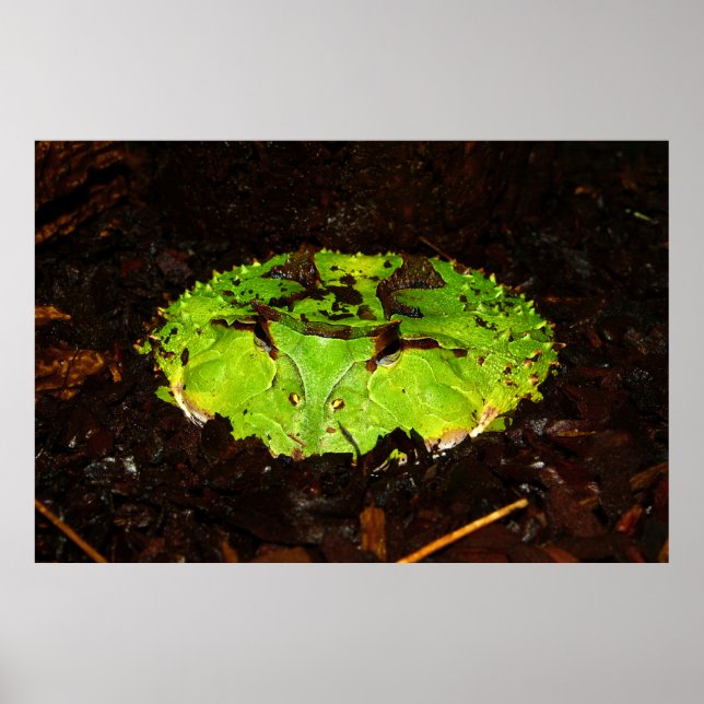 Surinam Horned Frog Ceratophrys Cornuta Poster (Front)