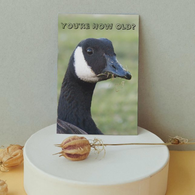 Surprised Canada Goose Funny Wildlife Birthday Card (In Situ)