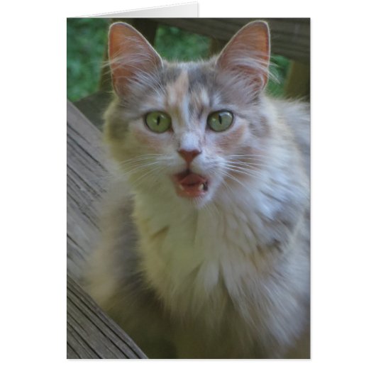 Surprised Cat Cards (Front)