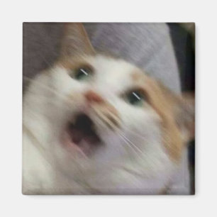 Surprised cat meme magnet