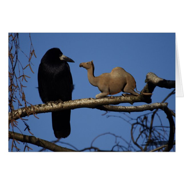 Surprised Crow Cards (Front Horizontal)