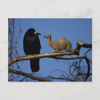 Surprised Crow Postcard
