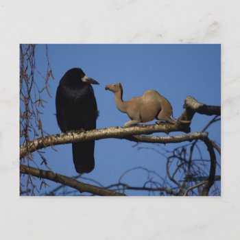 Surprised Crow Postcard by Emangl3D at Zazzle