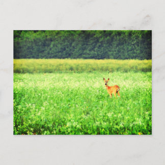 Surprised, deer in the fields Lomo Postcard