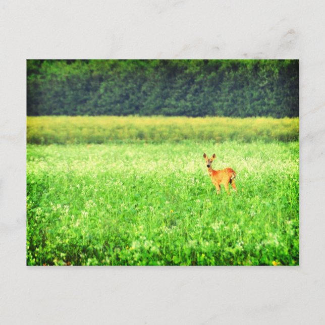 Surprised, deer in the fields Lomo Postcard (Front)