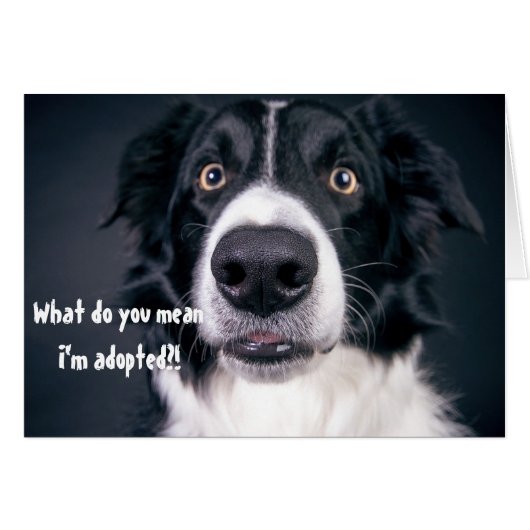 Surprised Dog Funny Adopted Humor Border Collie Cards (Front Horizontal)