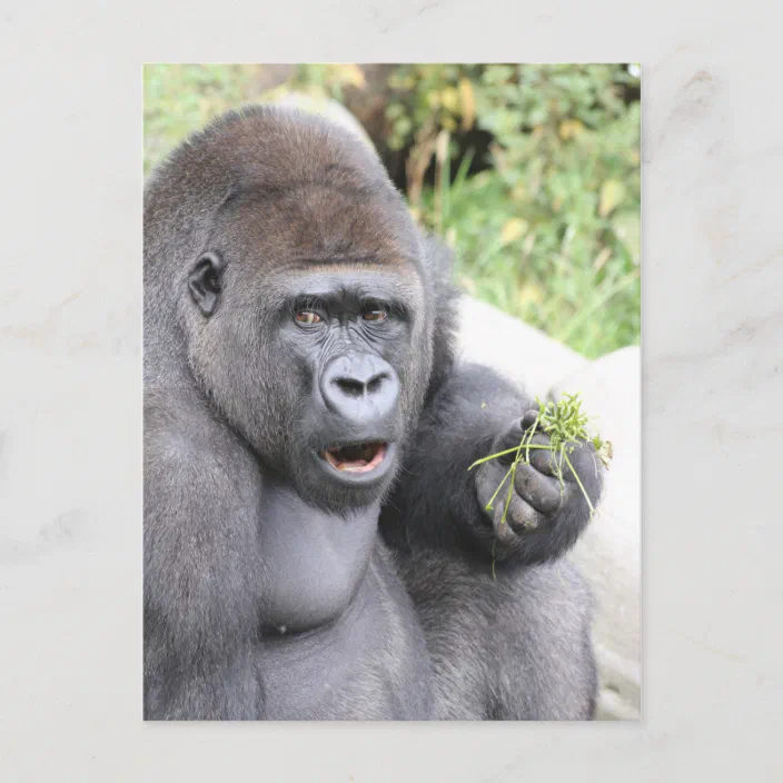 Surprised Gorilla Postcard | Zazzle.com