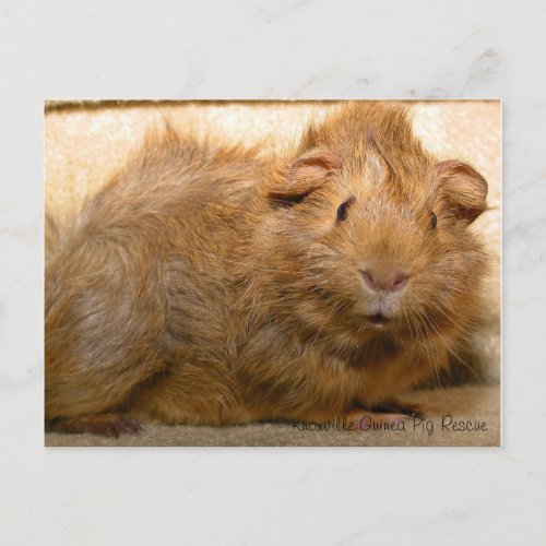 Surprised Guinea Pig Postcard