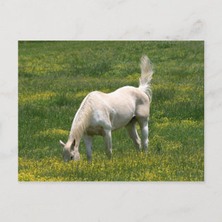 Surprised horse postcard