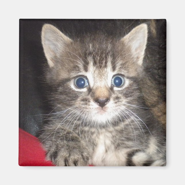Surprised Kitten Magnet (Front)