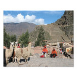 Surprised Llama At Ollantaytambo, Peru Photo Print at Zazzle