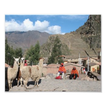 Surprised Llama At Ollantaytambo  Peru Photo Print by smbeck2000 at Zazzle