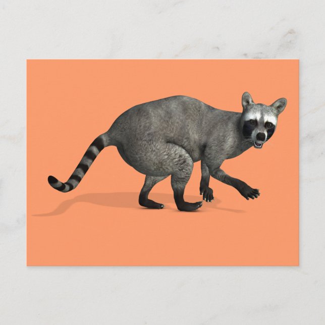 Surprised Raccoon Postcard (Front)