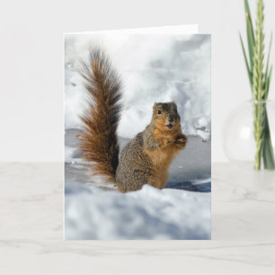 Surprised Squirrel Card