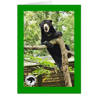 Surprised Sun Bear Cards
