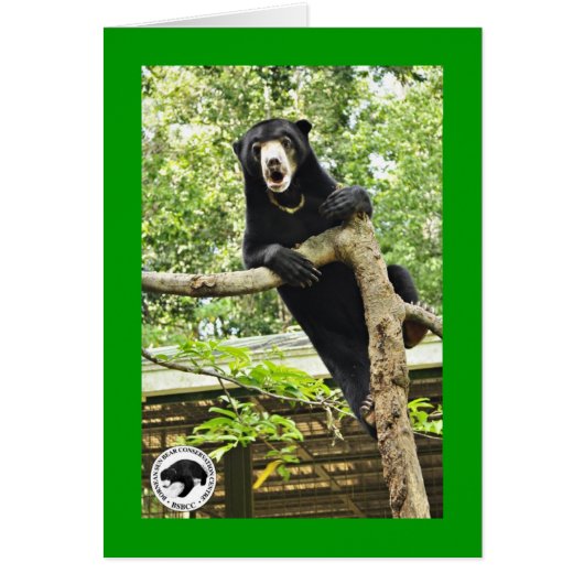 Surprised Sun Bear Cards (Front)