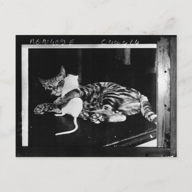 Surprising Friendship - Cat Minnie and Mike Mouse Postcard (Front)