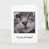 Happy B'day Kitten, Cute Birthday Card, Birthday Cards & Quotes 🎂🎁🎉