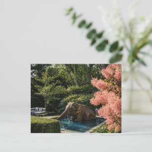 Surreal Beautiful Elephant in the pool Postcard