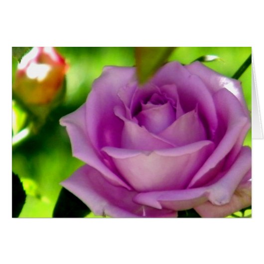 Surrender_ (Front Horizontal)