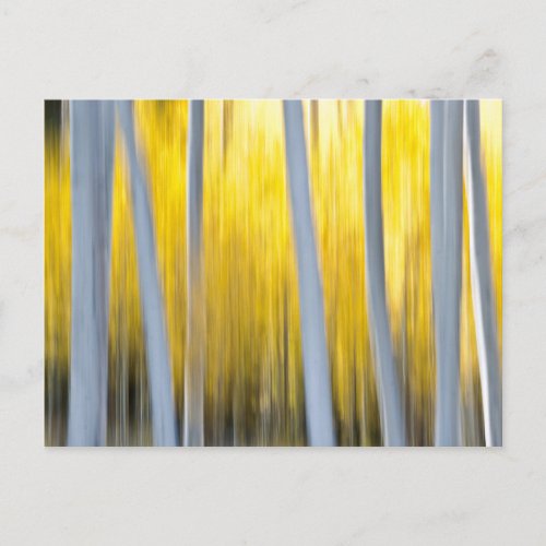 Surrounded by Aspen trees Postcard