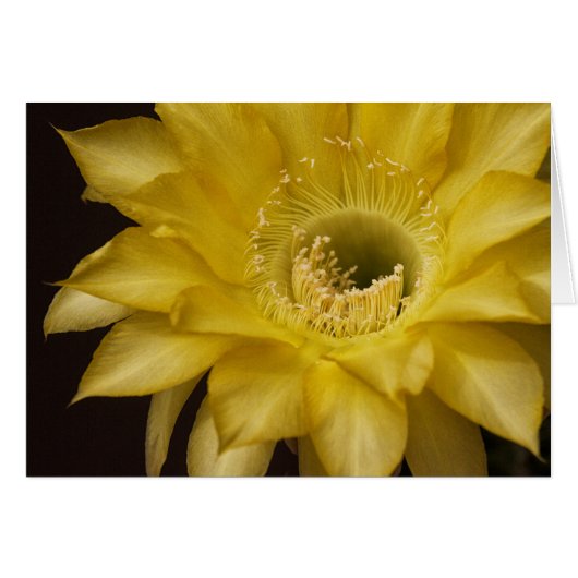 Surrounded by Lemon Pie Cards (Front Horizontal)