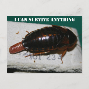 Survive Anything, Cockroach with egg sac Postcard